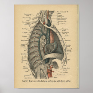 Vintage 1888 deutscher Anatomiedruck Thorax Poster
