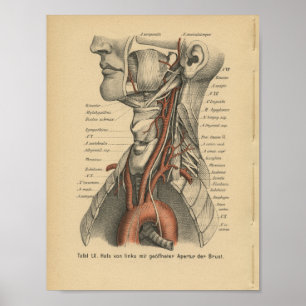 Vintage 1888 German Anatomy Print Aortic Arch Poster