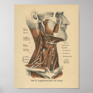 Vintage 1888 German Anatomy Print Face and Neck Poster