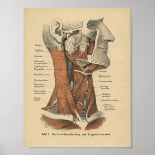 Vintage 1888 German Anatomy Print Face and Neck Poster
