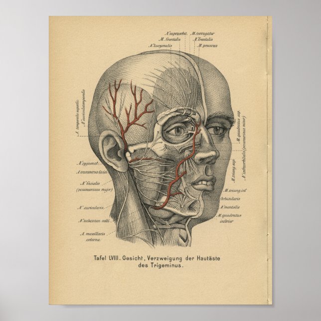 Vintage 1888 German Anatomy Print Facial Nerves Poster (Vorne)