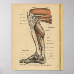 Vintage 1888 German Anatomy Print Leg Foot Poster