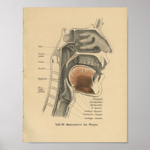 Vintage 1888 German Anatomy Print Neck Poster