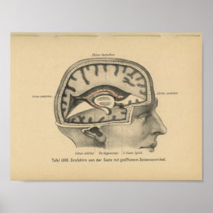 Vintage 1888 German Anatomy Print Skull Brain Poster