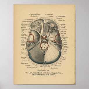 Vintage 1888 German Anatomy Print Skull Eyes Poster