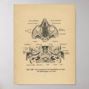 Vintage 1888 German Anatomy Print Skull Eyes Poster