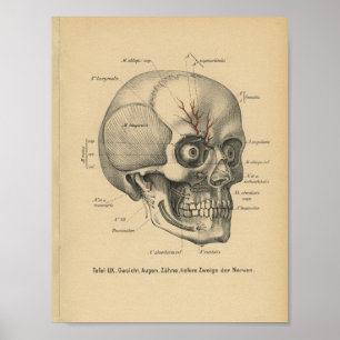 Vintage 1888 German Anatomy Print Skull Eyes Poster
