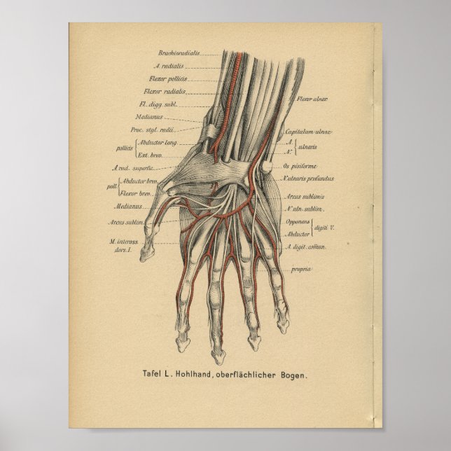Vintage 1888 German Anatomy Print Wrist Hand Poster (Vorne)