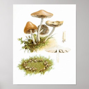 Vintage 1895 Pilze Weiß Braun Kunst Druck Poster