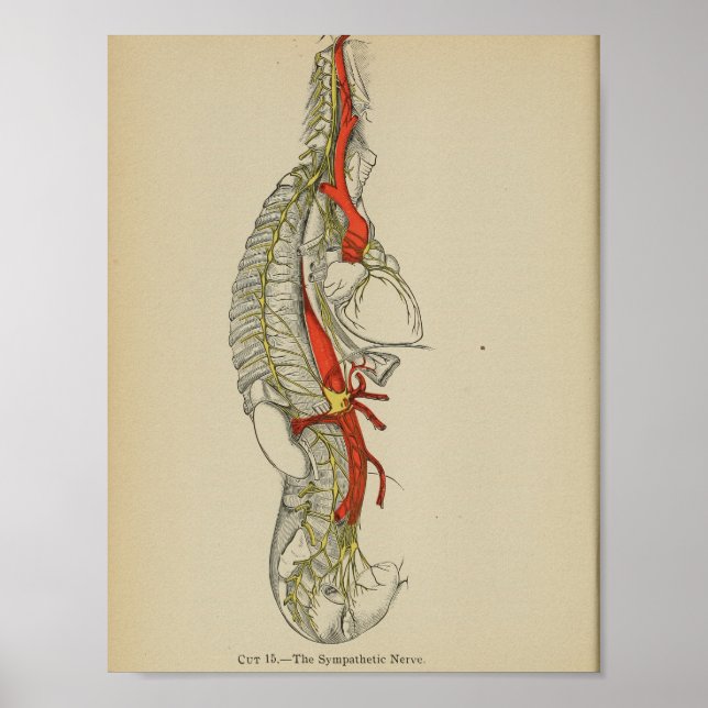 Vintage 1898 Anatomischer Druck des sympathischen  Poster (Vorne)