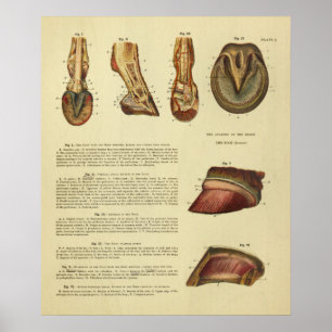 Vintage 1900 Pferdefuß Huf Anatomie Druck Poster