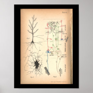 Vintage 1901 Nerven-Neuron-Anatomie-Druck Poster
