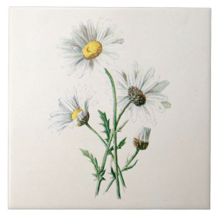 Vintage 1902 Daisien Alte Wildblumen-Illustration Fliese