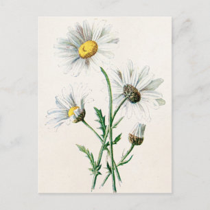 Vintage 1902 Daisies Alte Wildblumen-Illustration Postkarte
