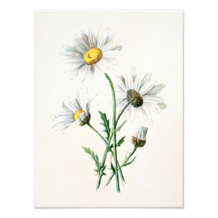Vintage 1902 Gänseblümchen alte Wildblumen-Illustr Fotodruck