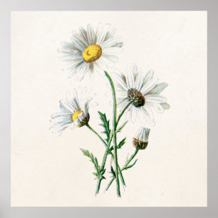 Vintage 1902 Gänseblümchen Alte Wildblumen-Illustr Poster