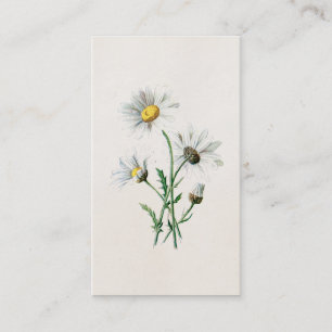 Vintage 1902 Gänseblümchen Alte Wildblumen-Illustr Visitenkarte