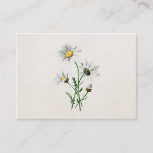 Vintage 1902 Gänseblümchen Alte Wildblumen-Illustr Visitenkarte