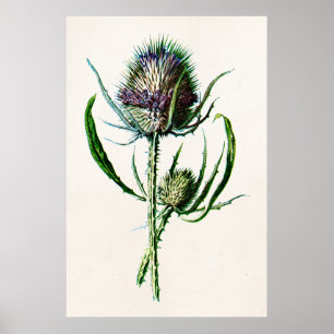 Vintage 1902 Old Scottish Thistle Wild Flower Poster