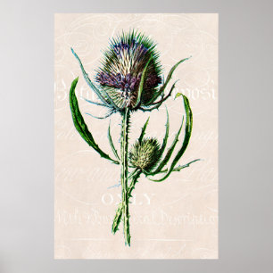 Vintage 1902 Scottish-Distel-alte wilde Blume Poster