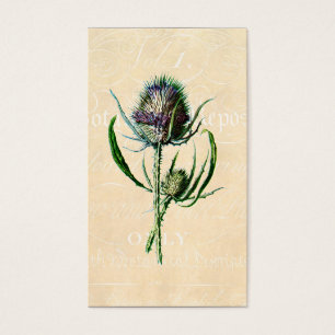 Vintage 1902 Scottish-Distel-Antiken-Wildblume