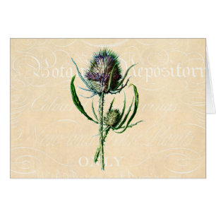 Vintage 1902 Scottish-Distel-Antiken-Wildblume