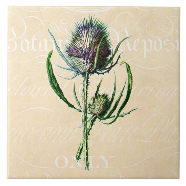 Vintage 1902 Scottish-Distel-Antiken-Wildblume Fliese (Vorderseite)