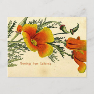Vintage, 1910, Grüße aus Kalifornien Postkarte