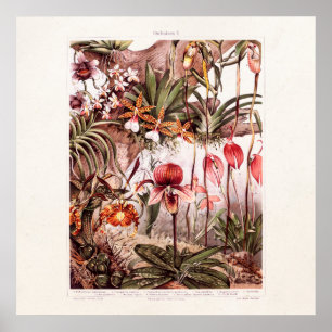 Vintage-1911-Orchideen-Blumensorte-Illustration Poster