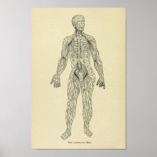 Vintage 1920 Lymphatic System Anatomy Art Print Poster