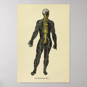 Vintage 1920 Sympathetic Nerves Anatomy Art Print Poster