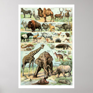 Vintage 1922 Wilde Tiere Poster
