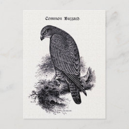 Vintage Abbildung "Common Buzzard" Postkarte