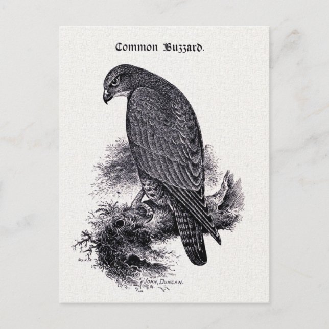 Vintage Abbildung "Common Buzzard" Postkarte (Vorderseite)