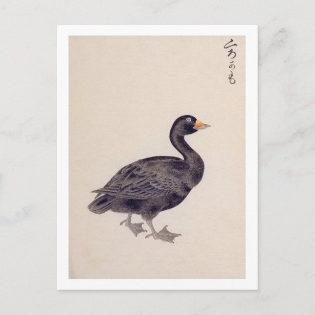 Vintage Abbildung: Gemeinsames Scoter Postkarte (Vorderseite)