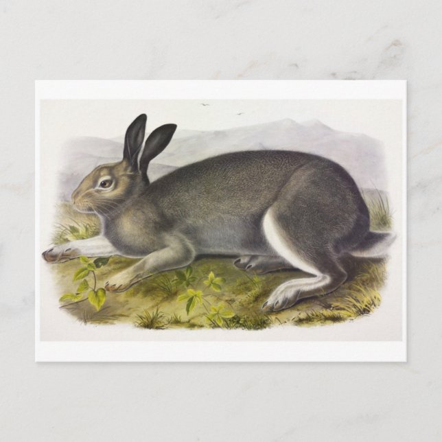 Vintage Abbildung Postcard Postkarte (Vorderseite)