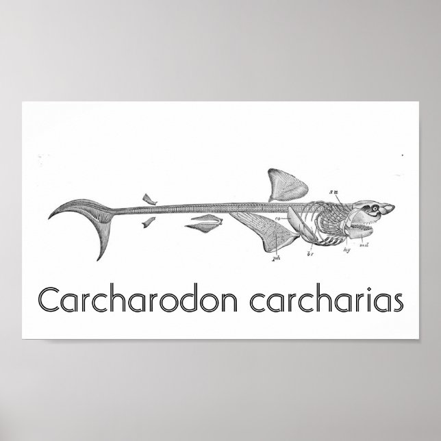 Vintage Abbildung - Skelett von Weißhais Poster (Vorne)