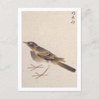 Vintage Abbildung: Thrush Postkarte