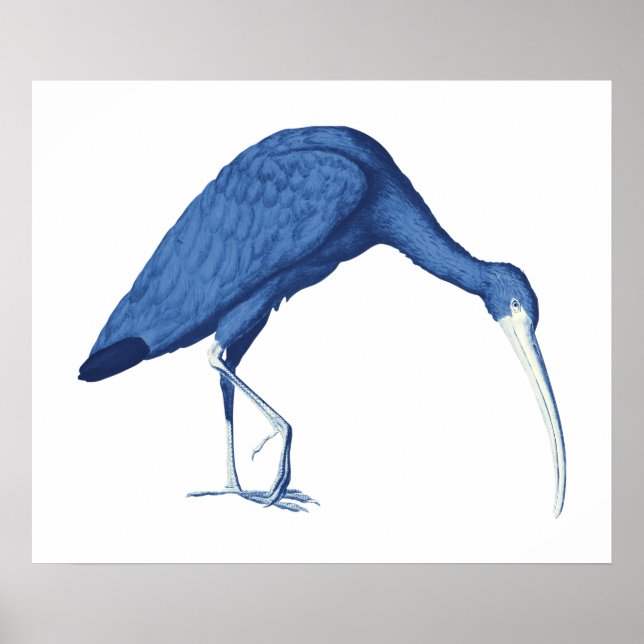 Vintage Abbildung von Blue Ibis Poster (Vorne)