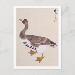 Vintage Abbildung: Wilde Gans Postkarte