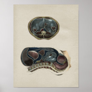 Vintage Abdominalanatomie Poster