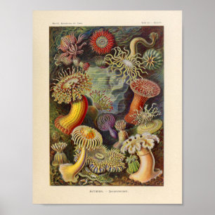 Vintage Actiniae Color Ernst Haeckel Art Print Poster