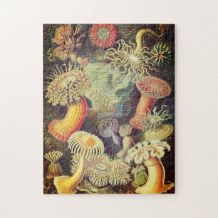 Vintage-Actiniae-Puzzle von Ernst Haeckel Puzzle