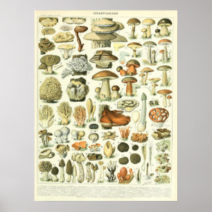 Vintage-Adolphe-Millot-Druck Pilze Poster