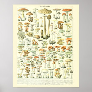 Vintage Adolphe Millot Druck Pilze Poster 2