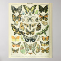 Vintage Adolphe Millot Druckschmetterlinge Muster