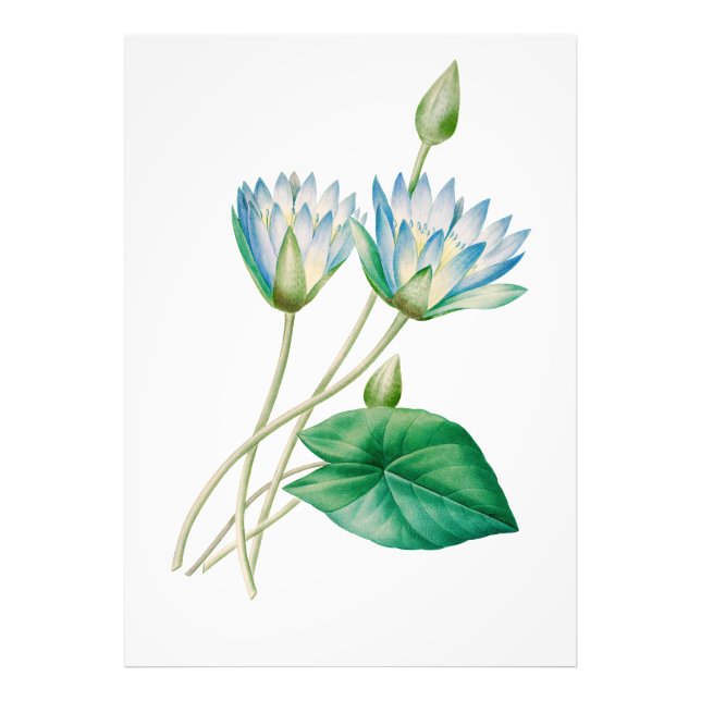 Vintage ägyptische Lotus-Blume-Foto-Erweiterung Fotodruck (Vorne)