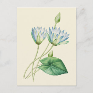 Vintage ägyptische Lotus Botanische Illustration Postkarte