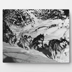 Vintage Alaska Eskimo Malamute Schlittenrennen 197 Fotoplatte