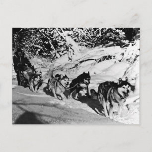 Vintage Alaska Eskimo Malamute Schlittenrennen Postkarte